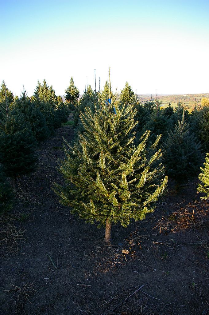 asack son christmas tree farm christmas tree seedlings asack son christmas tree farm christmas tree seedlings