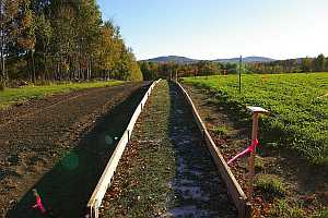 Long Mixed bed with sections of Balsam Fir, Canaan  Fir, Fraser Fir, and Balsam x Fraser Hybrids