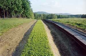 Long seedling  bed with sections of Balsam Fir, Fraser Fir,Canaan  Fir and Balsam x Fraser Hybrids