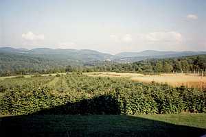 Asack and Son Christmas Tree farm panorama 1