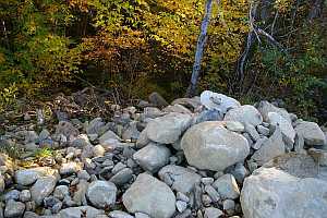 Rocks Removed for transplant nusery