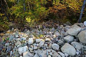 Rocks removed for seedling nurshery