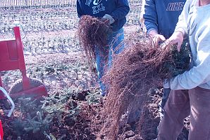 Workers picking up freshly lifted balsam fir transplants