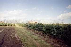 Freshly basal pruned block of Balsam Fir on right