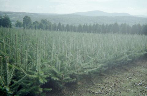 2-2 Balsam Fir Transplants ready to plant