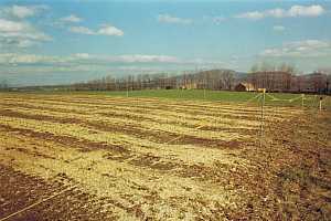 Transplant beds mulched in late fall to protect seedlings 