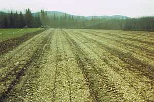 Freshly planted mixed beds of Balsam Fir, Fraser Fir, Balsam x Fraser hybrids and Canaan Fir